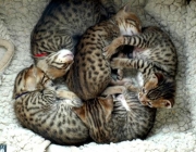 bengaal-kittens