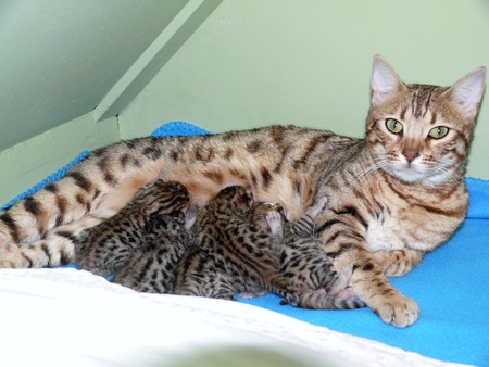 Verkocht - Prachtige kittens - Bengaalkat